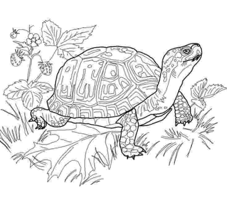 realistic animal coloring pages for adults free jaguar coloring pages realistic for animal adults coloring pages 