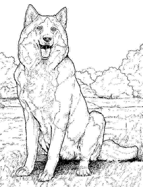 realistic animal coloring pages for adults husky coloring pages free printable coloring pages for kids for adults pages coloring animal realistic 