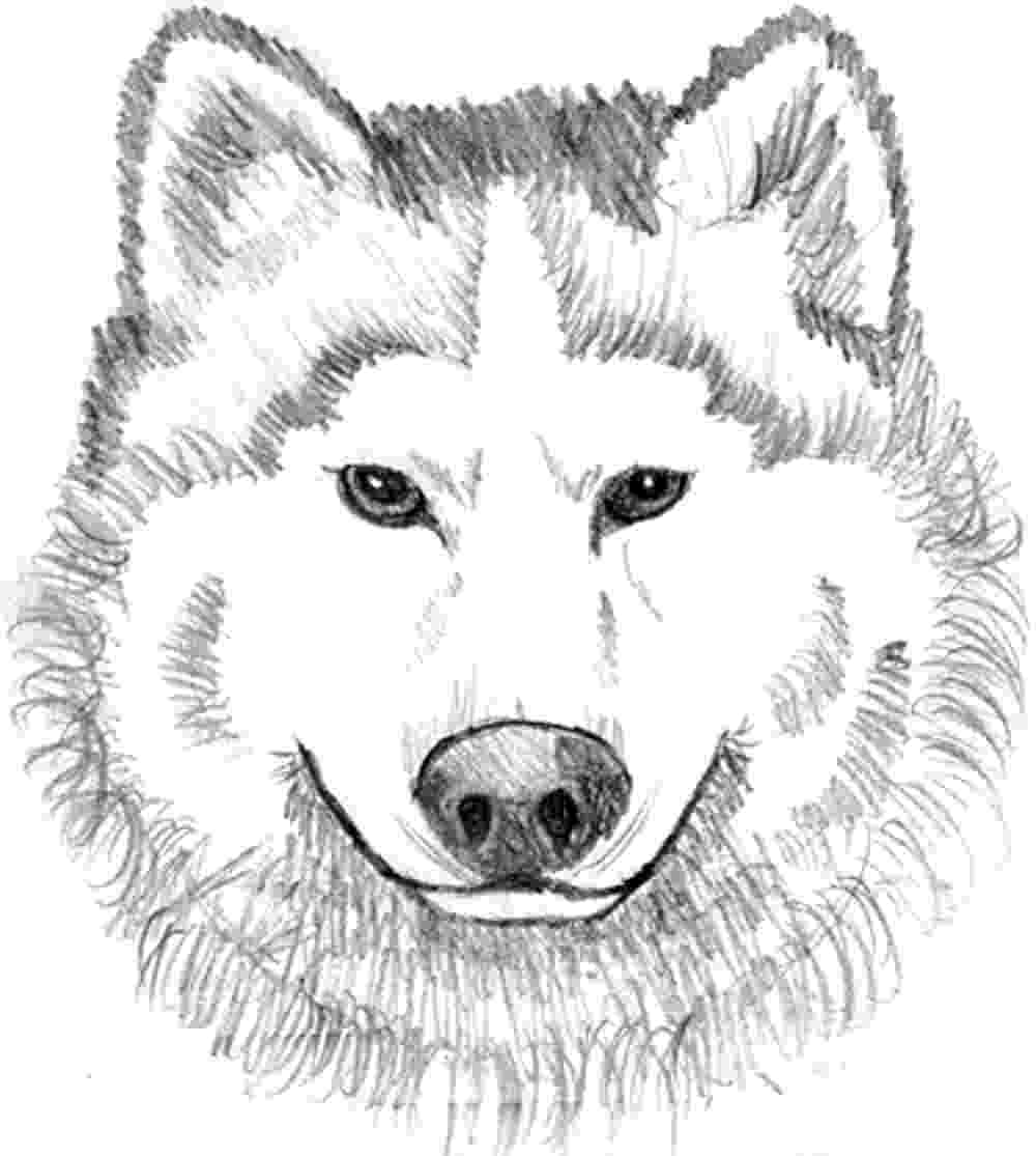 realistic animal coloring pages for adults print download wolf coloring pages theme coloring pages realistic animal for adults 