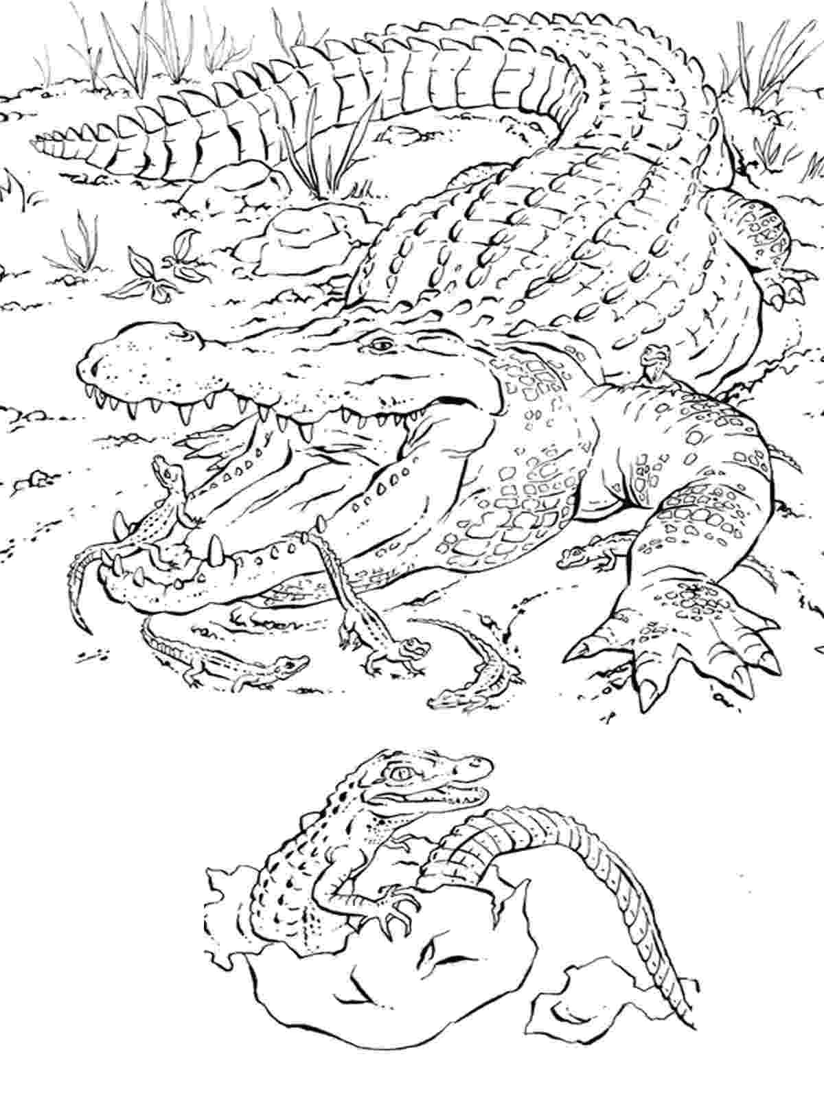 realistic animal coloring pages for adults realistic alligator coloring pages realistic coloring pages adults coloring animal pages for realistic 