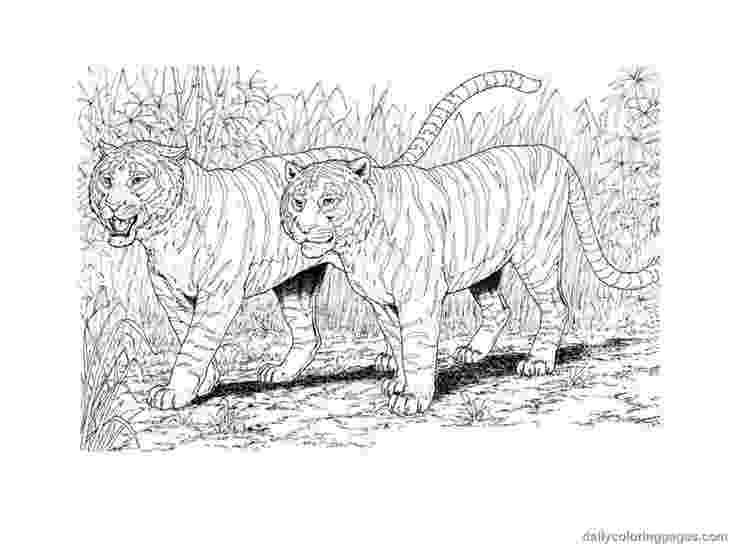 realistic animal coloring pages for adults realistic free coloring pages animal adults coloring for realistic pages 