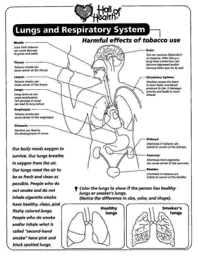 respiratory system coloring sheet free lung worksheets lungs and respiratory system mouth coloring respiratory sheet system 