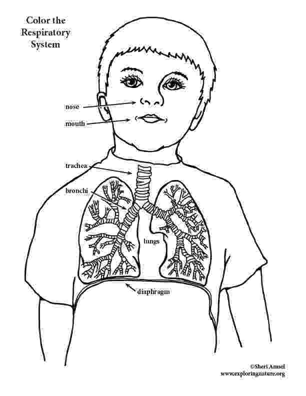 respiratory system coloring sheet respiratory system coloring elementary sheet respiratory coloring system 