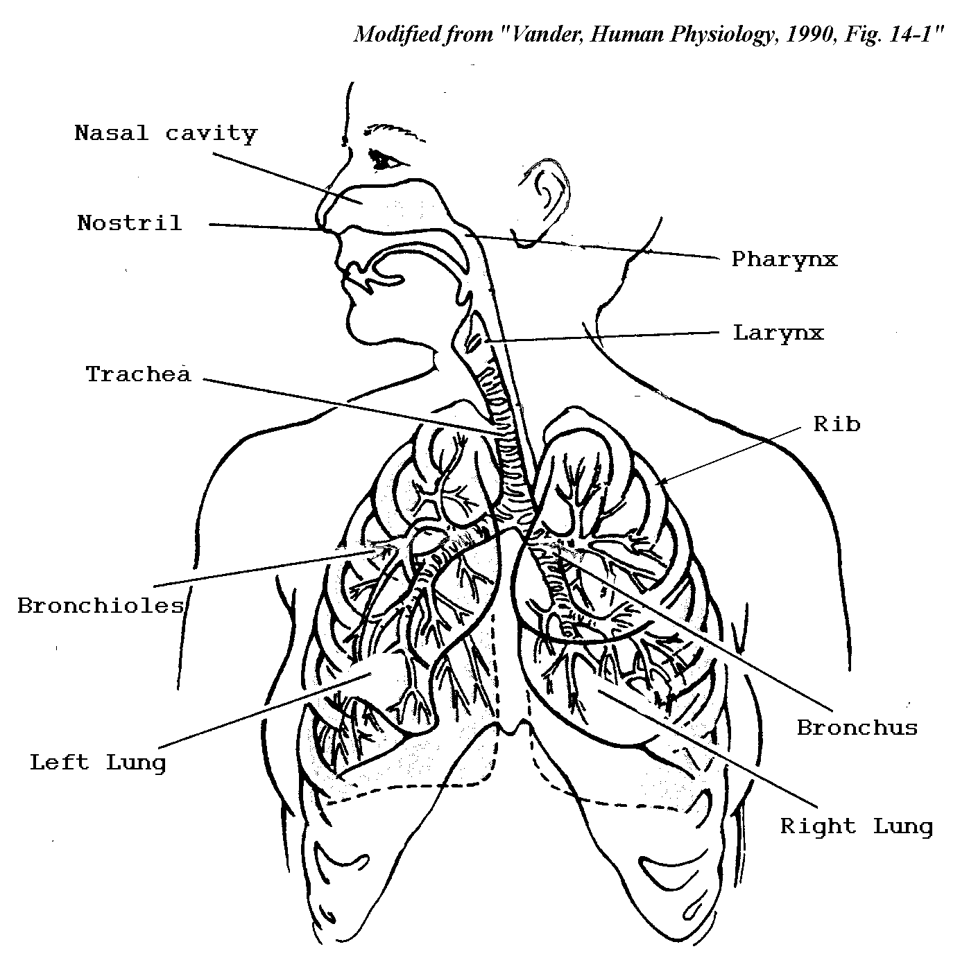 respiratory system coloring sheet respiratory system coloring page cc3 classical coloring system sheet respiratory 
