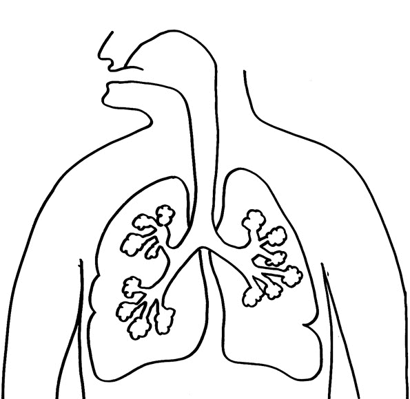 respiratory system coloring sheet respiratory system coloring page coloring home system respiratory sheet coloring 