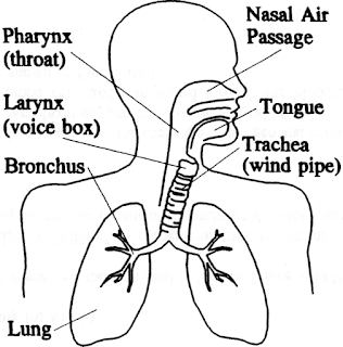 respiratory system coloring sheet respiratory system coloring page respiratory system coloring sheet 