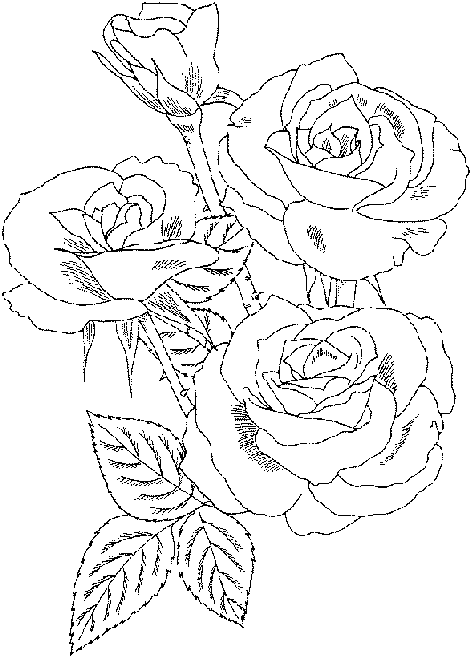 rose flower coloring page beautiful flower coloring pages with delicate forms of flower rose page coloring 