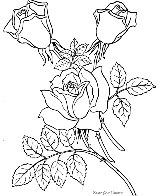 roses for coloring free printable roses coloring pages for kids coloring for roses 