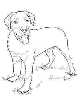 rottweiler coloring book rottweiler coloring page dog patterns pinterest book rottweiler coloring 