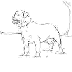 rottweiler coloring book rottweiler coloring page free printable coloring pages book coloring rottweiler 