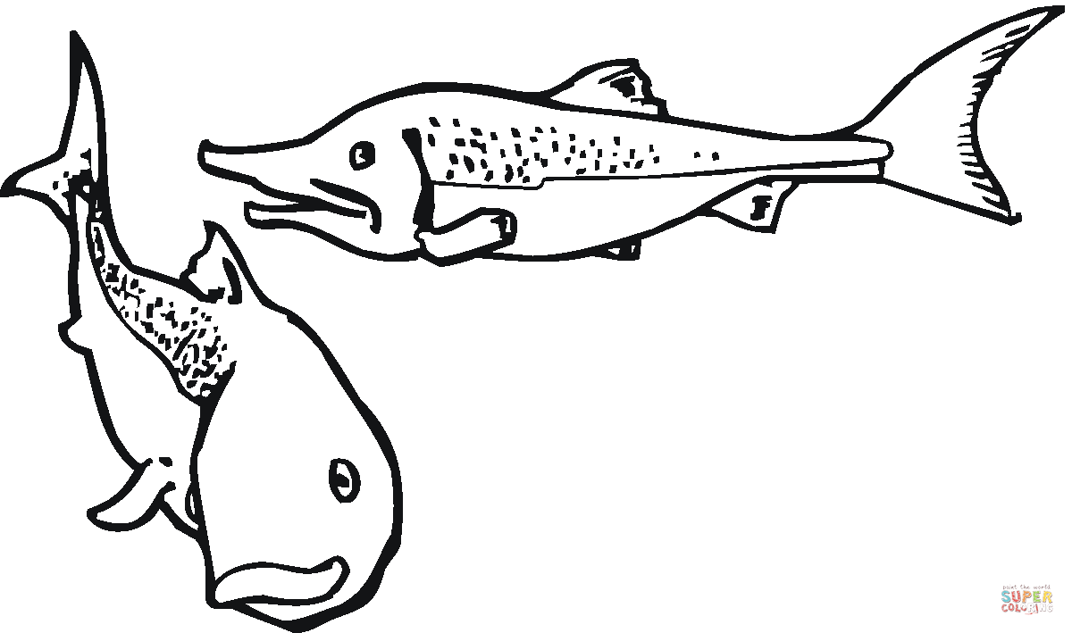 salmon coloring pages pacific salmon coloring pages download and print for free coloring salmon pages 1 1