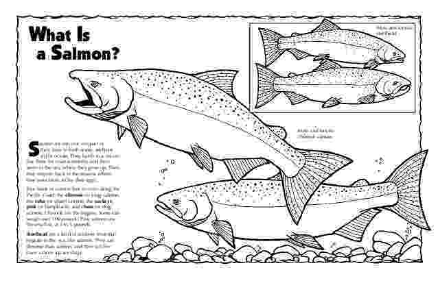 salmon coloring pages salmon coloring pages download and print salmon coloring salmon pages coloring 