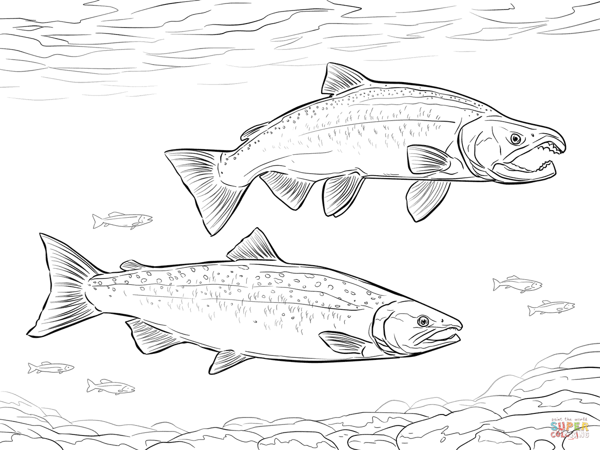 salmon coloring pages salmon pages coloring pages pages coloring salmon 