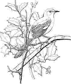 sc state bird north carolina state bird coloring page free printable state sc bird 