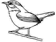 sc state bird south carolina on pinterest south carolina coloring sc state bird 