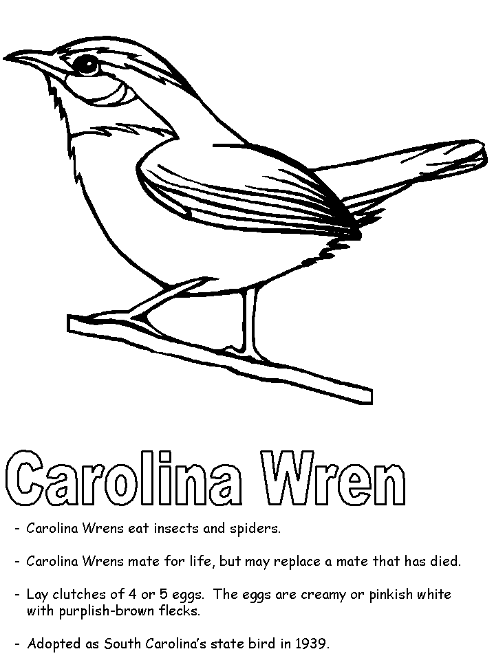 sc state bird south carolina state bird coloring page free printable bird state sc 