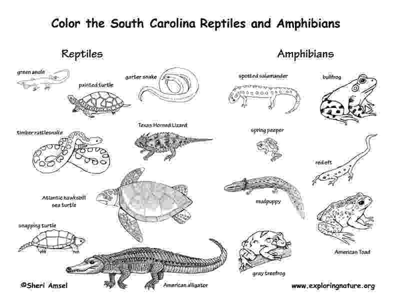 sc state bird usa printables state outline shape and demographic map state sc bird 