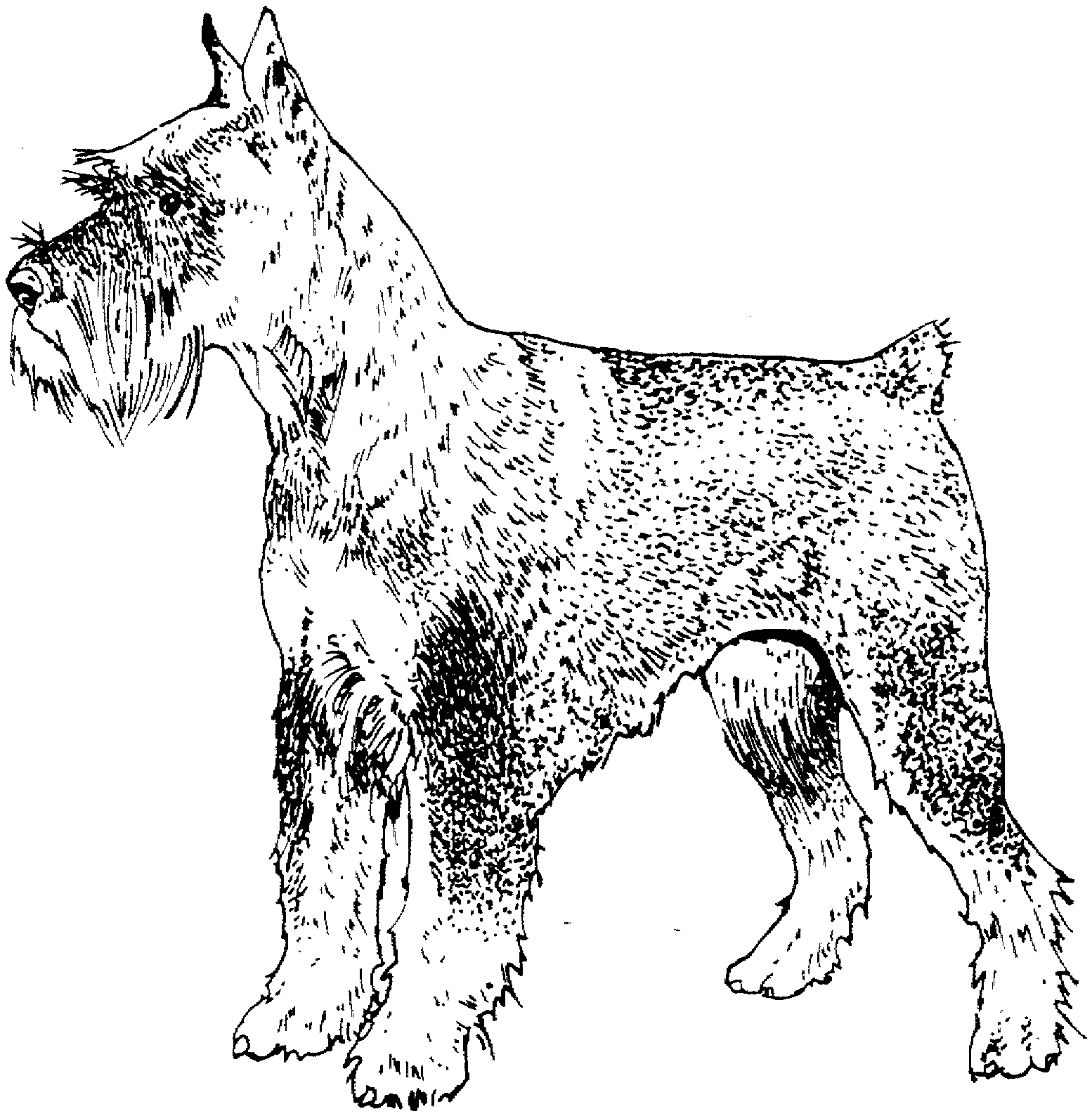 schnauzer coloring pages dog coloring pages printables page 3 educationcom schnauzer pages coloring 