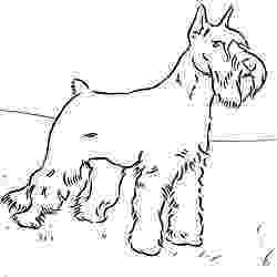 schnauzer coloring pages schnauzer coloring page dog patterns pinterest schnauzer pages coloring 