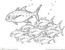 school of fish coloring pages anemonefish kids play color fish of coloring school pages 