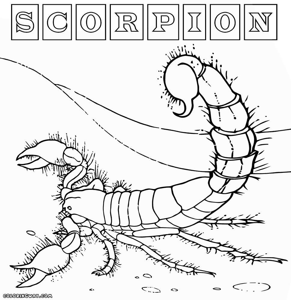 scorpion pictures to color 8 printable scorpion coloring sheet to pictures scorpion color 