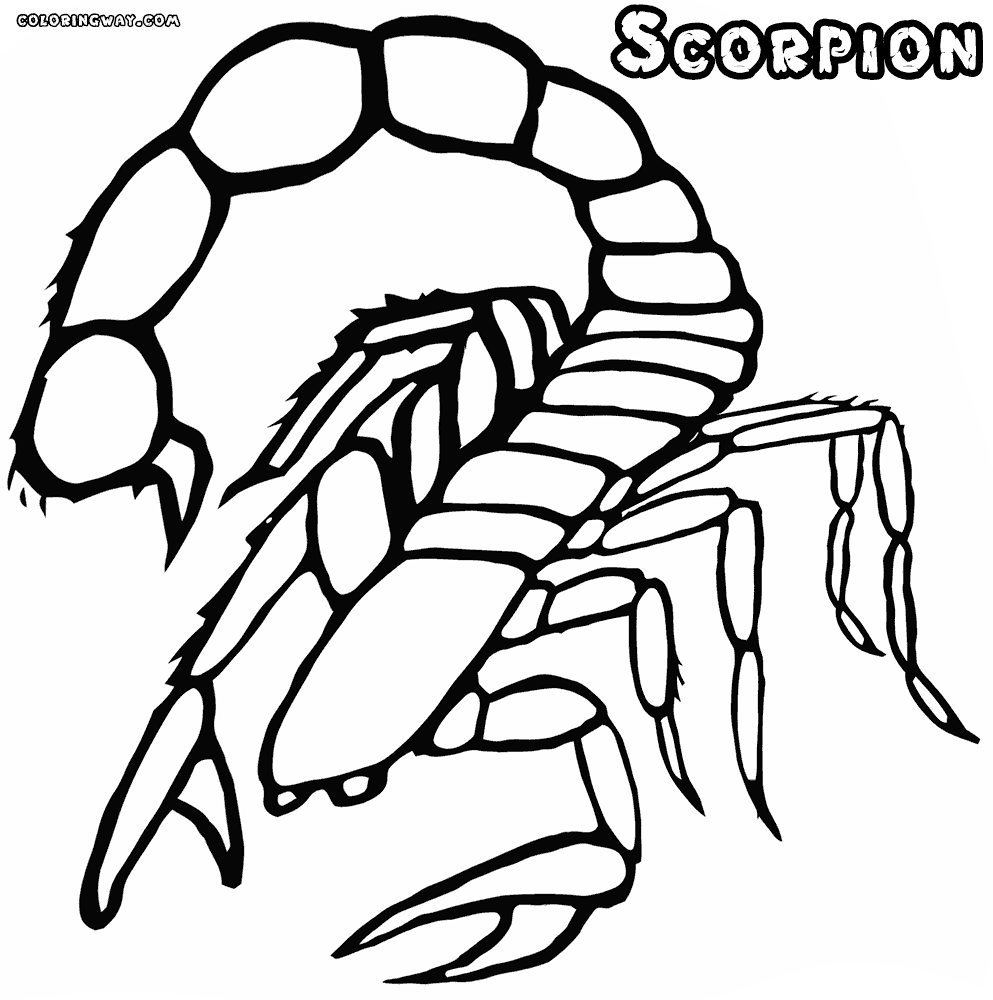 scorpion pictures to color free animals scorpion printable coloring pages for pictures color scorpion to 