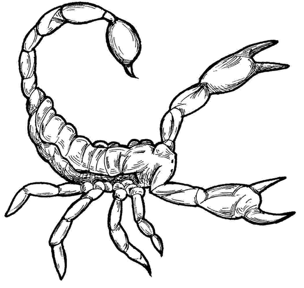 scorpion pictures to color free printable scorpion coloring pages for kids color to scorpion pictures 