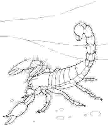 scorpion pictures to color free printable scorpion coloring pages for kids scorpion to color pictures 