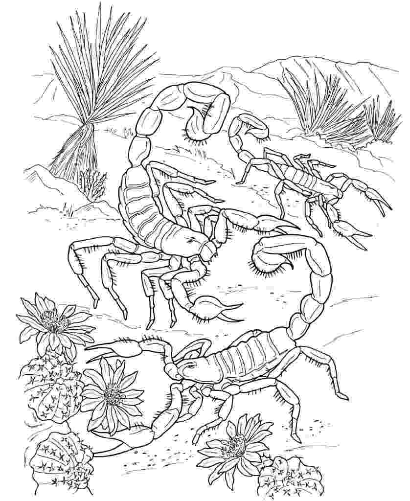 scorpion pictures to color geography blog scorpion coloring pages to color scorpion pictures 
