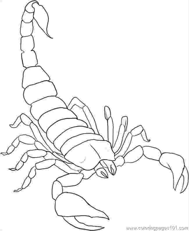 scorpion pictures to color scorpion 8 coloring page free printable coloring pages scorpion color pictures to 