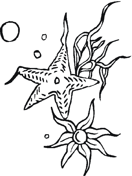 sea star pictures to color sea star coloring pages hellokidscom color to star sea pictures 