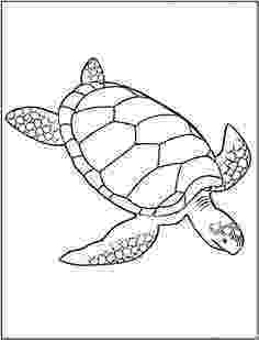 sea turtle to color baby sea turtle drawing at getdrawingscom free for turtle color sea to 