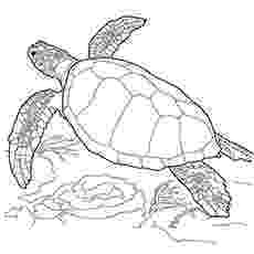 sea turtle to color sea turtle coloring page from turtles category select sea turtle to color 