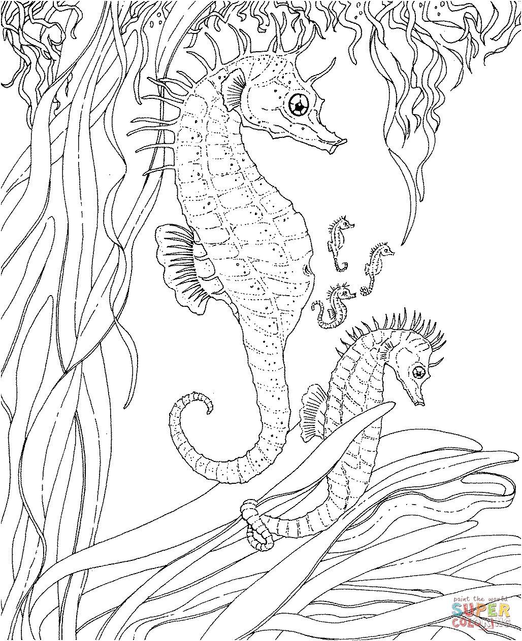seahorses coloring pages seahorse coloring pages to download and print for free coloring seahorses pages 