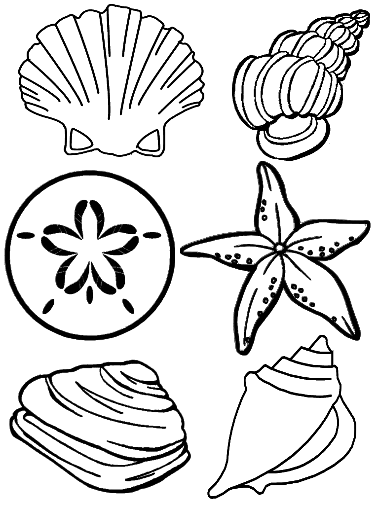 seashell coloring page free printable seashell coloring pages for kids beach seashell page coloring 