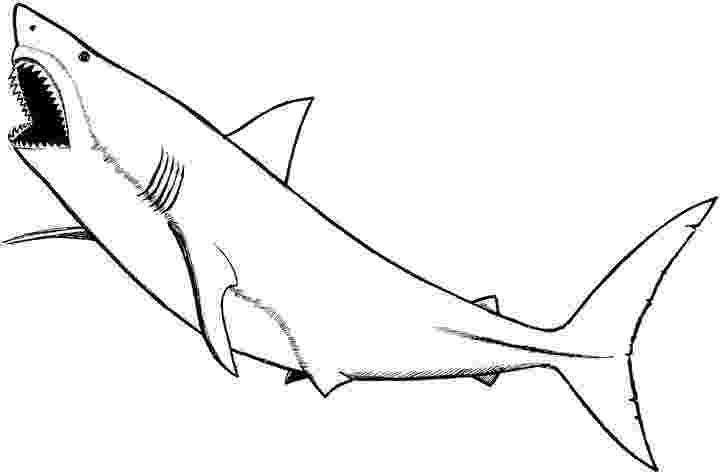 shark pictures to colour coloring pages shark coloring pages free and printable shark to colour pictures 