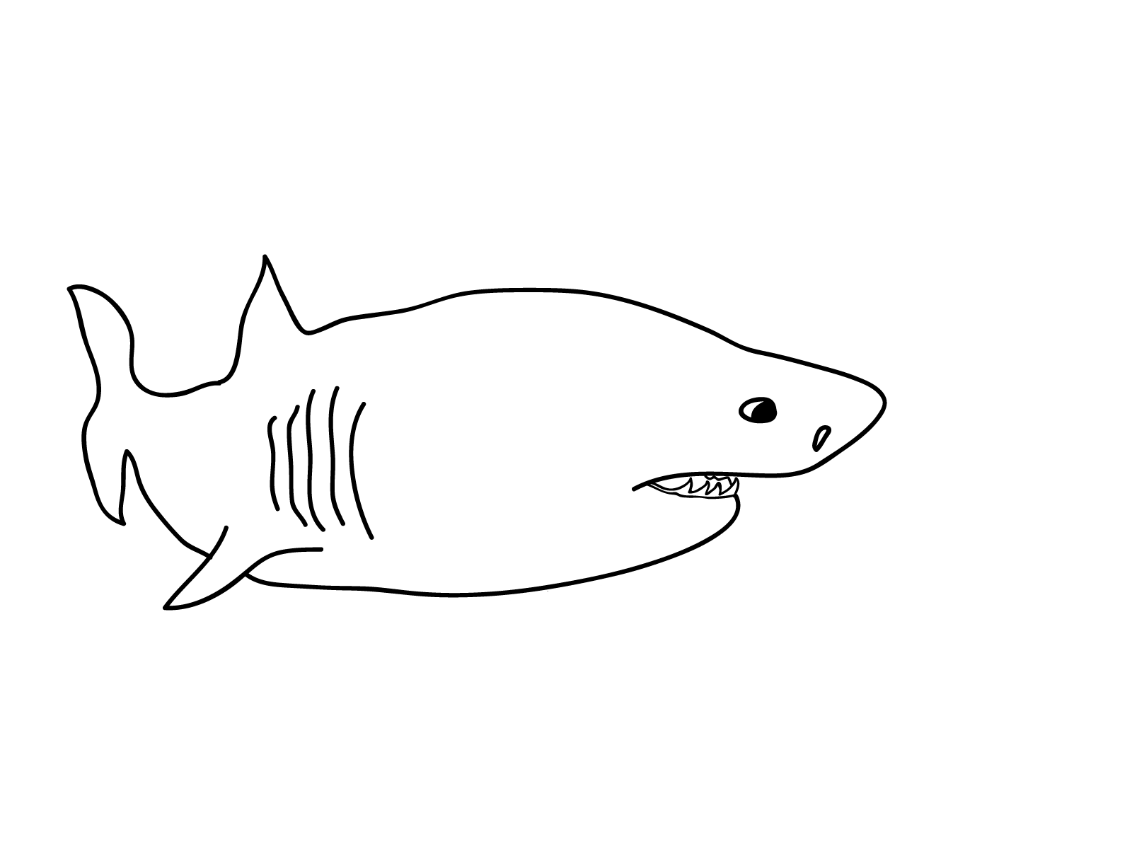 shark pictures to colour free printable shark coloring pages for kids shark to pictures colour 