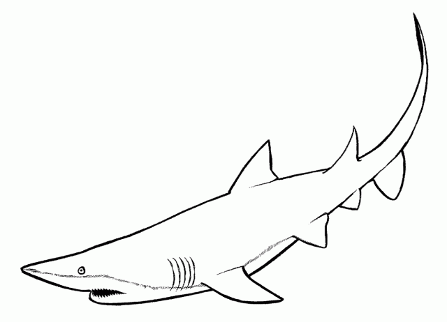 shark printables sea creature coloring pages shark shark printables 