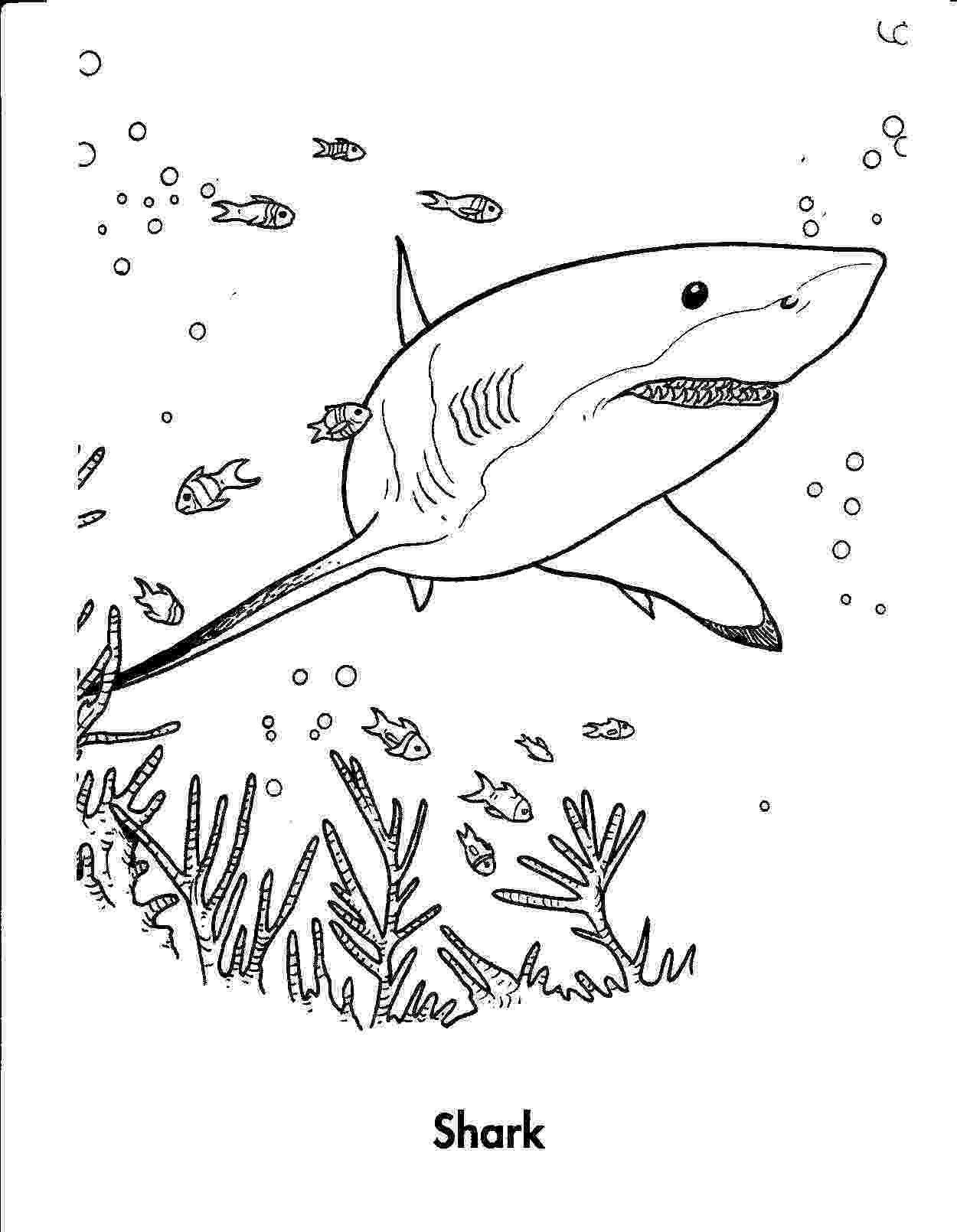 sharks coloring pages printable shark coloring pages getcoloringpagescom pages printable coloring sharks 