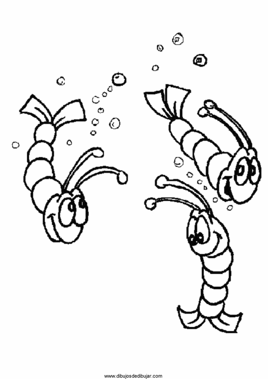 shrimp coloring coloring page shrimp img 15952 jeffersonclan shrimp coloring 