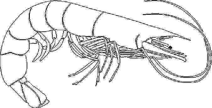 shrimp coloring fish coloring pages and everything else quotunder the seaquot shrimp coloring 