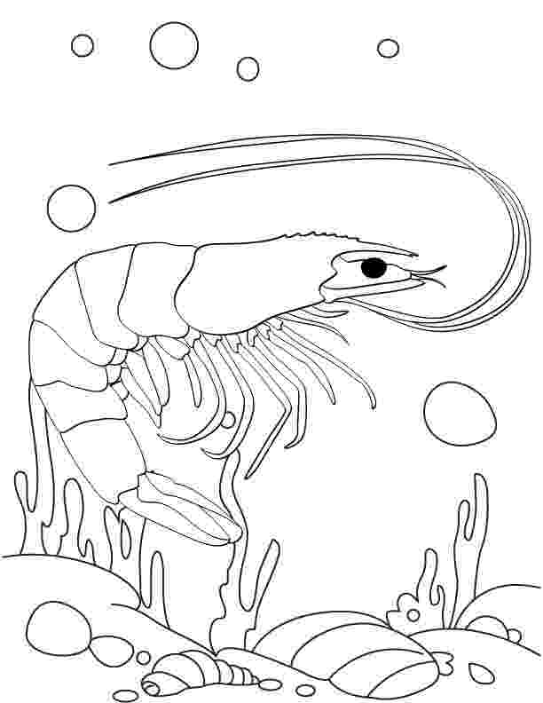 shrimp coloring shrimp coloring page free printable coloring pages coloring shrimp 