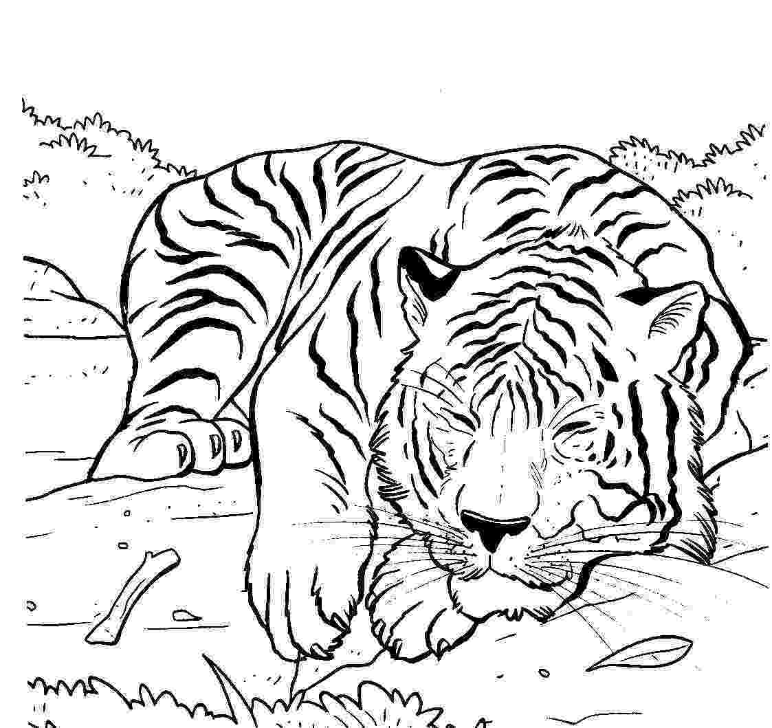 siberian tiger coloring page an illustration of siberian tiger coloring page download page coloring tiger siberian 