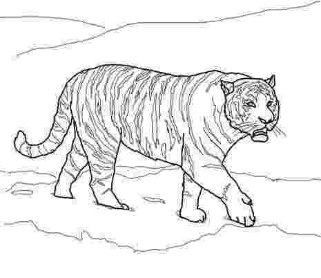 siberian tiger coloring page an illustration of white siberian tiger coloring page coloring siberian page tiger 