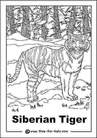 siberian tiger coloring page endangered animals colouring pages page siberian tiger coloring 