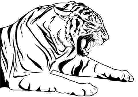 siberian tiger coloring page free tiger coloring pages siberian coloring tiger page 