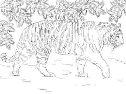 siberian tiger coloring page siberean tiger coloring page animals town free page tiger siberian coloring 