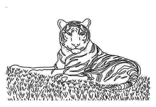 siberian tiger coloring page siberian tiger 10 resources coloring pages reading siberian page tiger coloring 