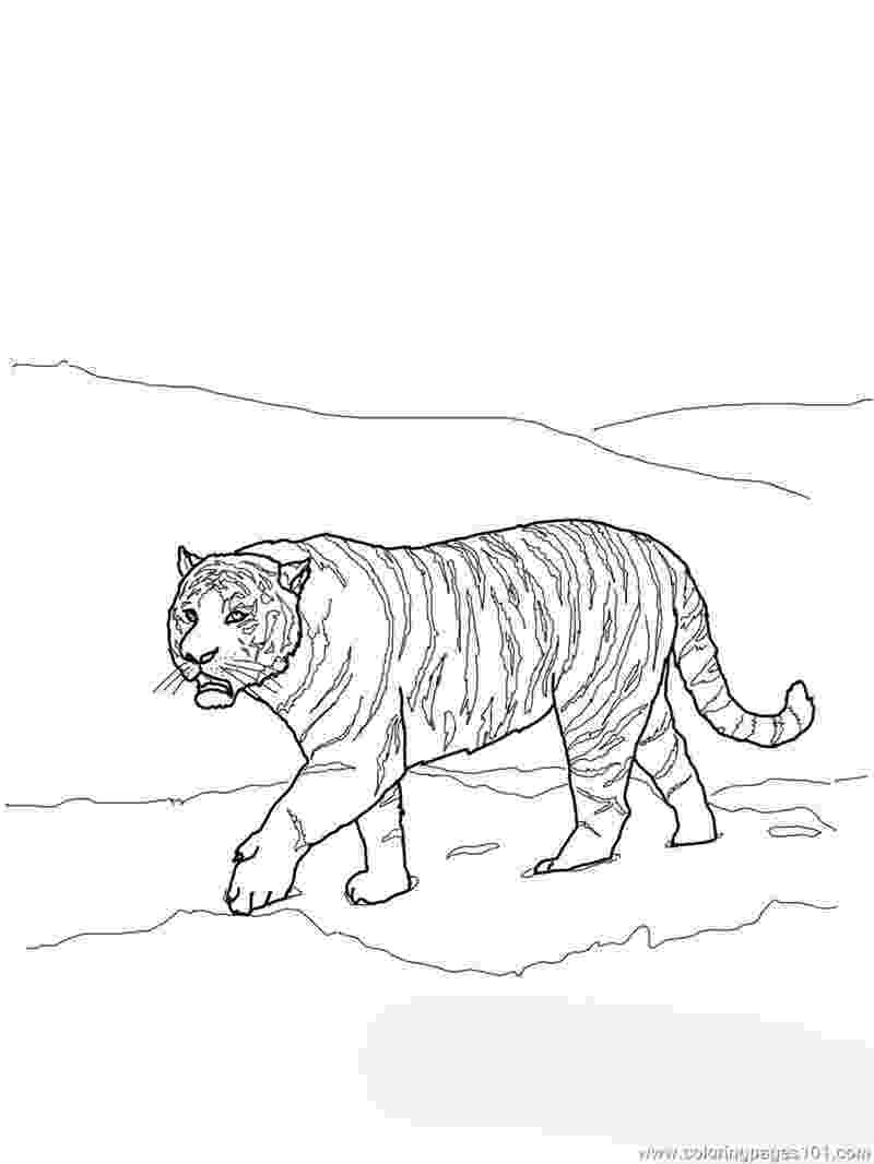 siberian tiger coloring page siberian tiger coloring bell rehwoldtcom page coloring tiger siberian 