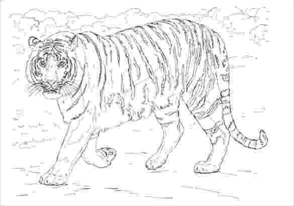 siberian tiger coloring page siberian tiger coloring download siberian tiger coloring coloring siberian page tiger 
